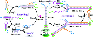 Graphical abstract: A rapid and colorimetric biosensor based on GR-5 DNAzyme and self-replicating catalyzed hairpin assembly for lead detection