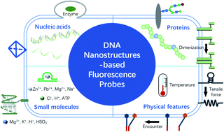 Graphical abstract: DNA nanostructure-based fluorescent probes for cellular sensing