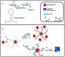 Graphical abstract: A polyA aptamer-based label-free colorimetric biosensor for the detection of kanamycin in human serum