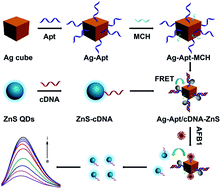 Graphical abstract: A FRET aptasensor for sensitive detection of aflatoxin B1 based on a novel donor–acceptor pair between ZnS quantum dots and Ag nanocubes
