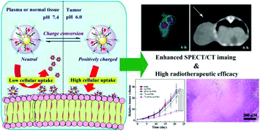 Graphical abstract: Charge-conversional polyethylenimine-entrapped gold nanoparticles with 131I-labeling for enhanced dual mode SPECT/CT imaging and radiotherapy of tumors