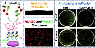 Graphical abstract: A zwitterionic hydrogel coated titanium surface with high-efficiency endothelial cell selectivity for rapid re-endothelialization