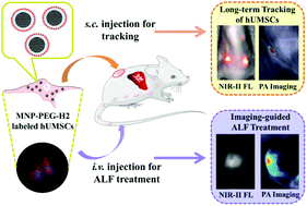 Graphical abstract: NIR-II FL/PA dual-modal imaging long-term tracking of human umbilical cord-derived mesenchymal stem cells labeled with melanin nanoparticles and visible HUMSC-based liver regeneration for acute liver failure