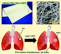 Graphical abstract: Prevention of pulmonary air leaks using a biodegradable tissue-adhesive fiber sheet based on Alaska pollock gelatin modified with decanyl groups