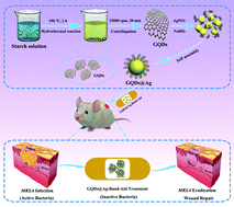 Graphical abstract: Silver nanoparticles coated by green graphene quantum dots for accelerating the healing of MRSA-infected wounds
