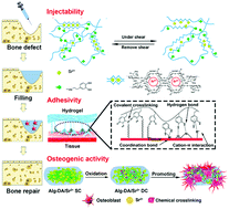 Graphical abstract: A simple hydrogel scaffold with injectability, adhesivity and osteogenic activity for bone regeneration