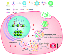Graphical abstract: Novel copper-based and pH-sensitive nanomedicine for enhanced chemodynamic therapy