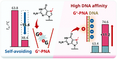 Graphical abstract: Cationic guanine: positively charged nucleobase with improved DNA affinity inhibits self-duplex formation