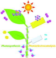 Graphical abstract: Promoting hole transfer for photoelectrochemical water oxidation through a manganese cluster catalyst bioinspired by natural photosystem II