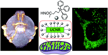 Graphical abstract: Mitochondriotropic lanthanide nanorods: implications for multimodal imaging