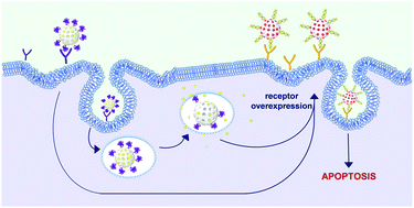 Graphical abstract: Nanoparticle–cell–nanoparticle communication by stigmergy to enhance poly(I:C) induced apoptosis in cancer cells