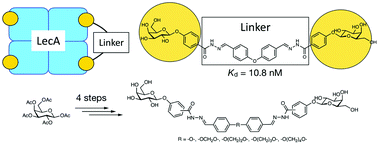Graphical abstract: A rapid synthesis of low-nanomolar divalent LecA inhibitors in four linear steps from d-galactose pentaacetate