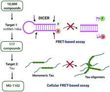 Graphical abstract: First dual binder of microRNA-146a and monomeric tau: a novel approach for multitargeted therapeutics for neurodegenerative diseases