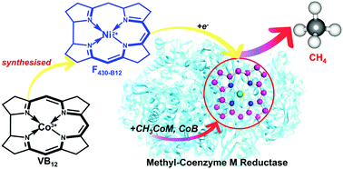 Graphical abstract: Handling methane: a Ni(i) F430-like cofactor derived from VB12 is active in methyl-coenzyme M reductase