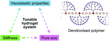 Graphical abstract: A dendronised polymer architecture breaks the conventional inverse relationship between porosity and mechanical properties of hydrogels