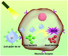 Graphical abstract: Elimination of macrophage-entrapped antibiotic-resistant bacteria by a targeted metal–organic framework-based nanoplatform