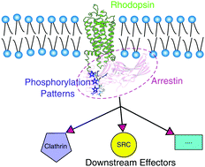 Graphical abstract: Phosphorylation-dependent conformational changes of arrestin in the rhodopsin–arrestin complex