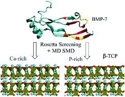Graphical abstract: Molecular docking and molecular dynamics simulation studies on the adsorption/desorption behavior of bone morphogenetic protein-7 on the β-tricalcium phosphate surface