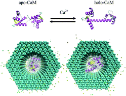Graphical abstract: Molecular dynamics discrimination of the conformational states of calmodulin through solid-state nanopores
