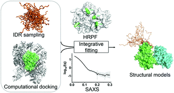 Graphical abstract: Integrative structural modeling of a multidomain polo-like kinase
