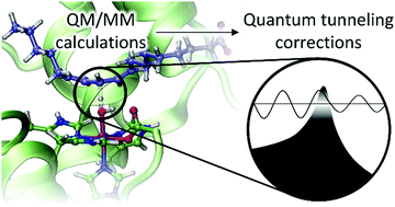Graphical abstract: A protocol to obtain multidimensional quantum tunneling corrections derived from QM(DFT)/MM calculations for an enzyme reaction