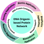 Graphical abstract: DNA origami-based protein networks: from basic construction to emerging applications