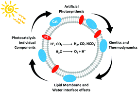 Graphical abstract: Roadmap towards solar fuel synthesis at the water interface of liposome membranes