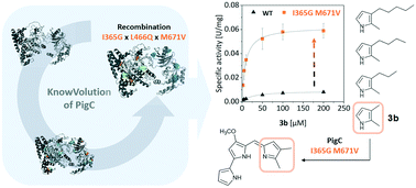 Graphical abstract: KnowVolution of prodigiosin ligase PigC towards condensation of short-chain prodiginines