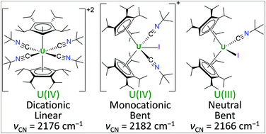 Graphical abstract: Isocyanide adducts of tri- and tetravalent uranium metallocenes supported by tetra(isopropyl)cyclopentadienyl ligands
