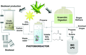 Graphical abstract: Low carbon strategies for sustainable bio-alkane gas production and renewable energy
