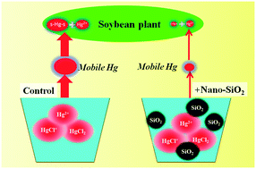 Graphical abstract: Silica nanoparticles alleviate mercury toxicity via immobilization and inactivation of Hg(ii) in soybean (Glycine max)