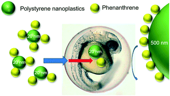 Graphical abstract: Potentiation of polycyclic aromatic hydrocarbon uptake in zebrafish embryos by nanoplastics