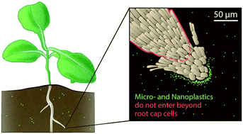 Graphical abstract: Polystyrene nano- and microplastic accumulation at Arabidopsis and wheat root cap cells, but no evidence for uptake into roots