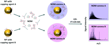 Graphical abstract: Direct analysis of fulvic acids adsorbed onto capped gold nanoparticles by laser desorption ionization Fourier-transform ion cyclotron resonance mass spectrometry