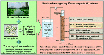 Graphical abstract: Influence of algal organic matter on the attenuation of selected trace organic contaminants and dissolved organic matter in managed aquifer recharge: column studies