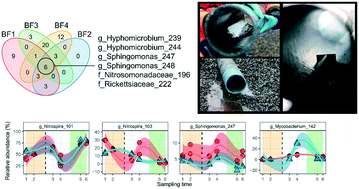 Graphical abstract: Impact of coagulation–ultrafiltration on long-term pipe biofilm dynamics in a full-scale chloraminated drinking water distribution system