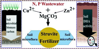 Graphical abstract: Low concentrations of Cu2+ in synthetic nutrient containing wastewater inhibit MgCO3-to-struvite transformation