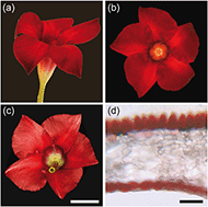 Graphical abstract: Conical epidermal cells cause velvety colouration and enhanced patterning in Mandevilla flowers