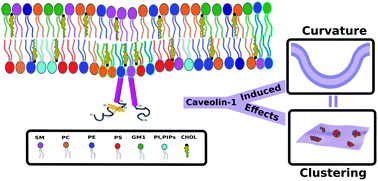Graphical abstract: Caveolin induced membrane curvature and lipid clustering: two sides of the same coin?