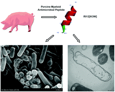 Graphical abstract: Characterization of an antibacterial dodecapeptide from pig as a potential food preservative and its antibacterial mechanism