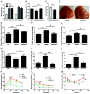 Graphical abstract: Recombinant human lactoferrin attenuates the progression of hepatosteatosis and hepatocellular death by regulating iron and lipid homeostasis in ob/ob mice