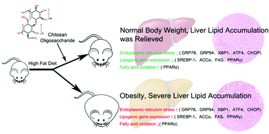 Graphical abstract: Chitosan oligosaccharide ameliorated obesity by reducing endoplasmic reticulum stress in diet-induced obese rats