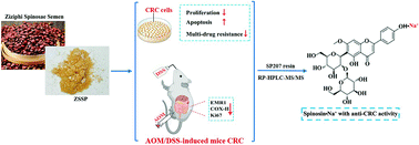 Graphical abstract: Identification of polyphenol from Ziziphi spinosae semen against human colon cancer cells and colitis-associated colorectal cancer in mice