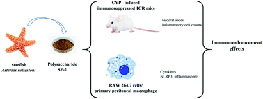Graphical abstract: The immunoenhancement effects of starfish Asterias rollestoni polysaccharides in macrophages and cyclophosphamide-induced immunosuppression mouse models
