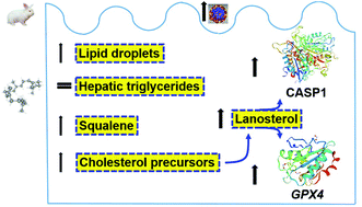 Graphical abstract: Dietary squalene modifies plasma lipoproteins and hepatic cholesterol metabolism in rabbits