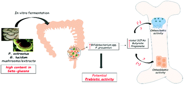 Graphical abstract: Fermentation of Pleurotus ostreatus and Ganoderma lucidum mushrooms and their extracts by the gut microbiota of healthy and osteopenic women: potential prebiotic effect and impact of mushroom fermentation products on human osteoblasts
