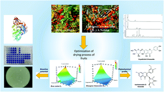 Graphical abstract: Optimization of the drying process of autumn fruits rich in antioxidants: a study focusing on rosehip (Rosa canina L.) and sea buckthorn (Elaeagnus rhamnoides (L.) A. Nelson) and their bioactive properties