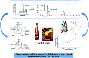 Graphical abstract: Characterization and structure–activity relationship of novel umami peptides isolated from Thai fish sauce