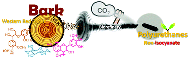 Graphical abstract: “Barking” up the right tree: biorefinery from waste stream to cyclic carbonate with immobilization of CO2 for non-isocyanate polyurethanes