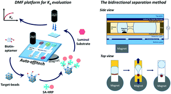 Graphical abstract: Auto-affitech: an automated ligand binding affinity evaluation platform using digital microfluidics with a bidirectional magnetic separation method